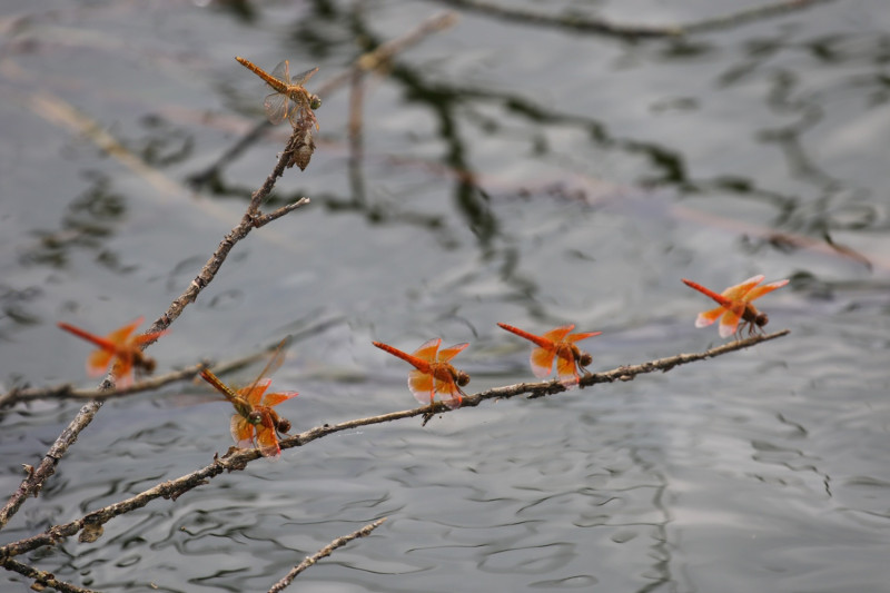 濕地水岸邊常見到褐斑蜻蜓，巡弋在水面的水生植物附近，或是停棲在池邊的草莖上。   圖：新北市水利局提供