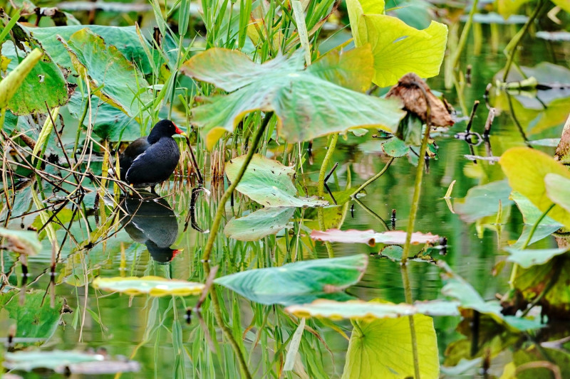 紅冠水雞常見於埤塘、水圳等水域，台語俗稱黑水雞、過塘雞。   圖：新北市水利局提供