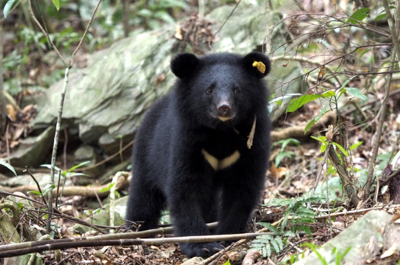 Mulas是台灣首例成功野放的台灣黑熊。   圖：林務局／提供