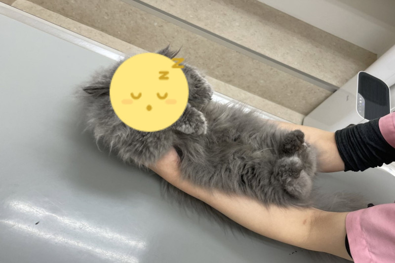 日本一隻灰貓到醫院做檢查時，竟然在看診檯上瞇眼睡覺。   圖：翻攝自twitter帳號nekonotehu