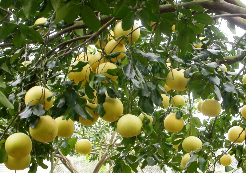 大白柚果實重量約1至2公斤左右、色澤呈黃綠至黃色最佳。(示意圖)   圖：農委會／提供
