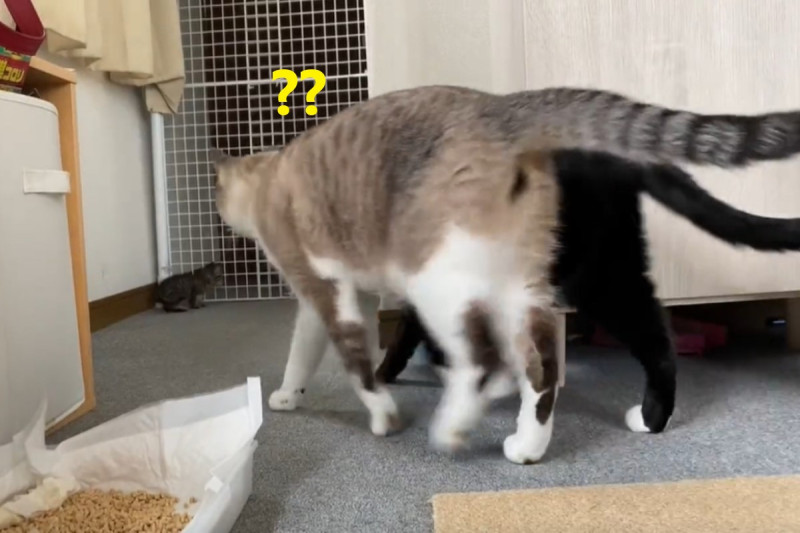 日本一隻小奶貓喵喵叫時，家中兩隻貓哥哥竟然同步走向牠關切。   圖：翻攝自twitter帳號soramoon22