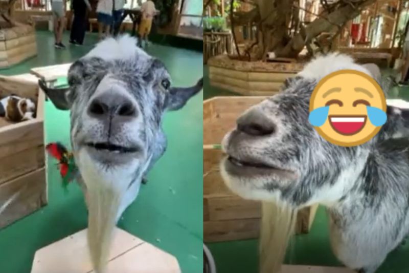 日本長崎生物公園裡一隻山羊玩自動逗貓器卻出現非常奇妙的反應！   圖／twitter帳號ngsbiopark