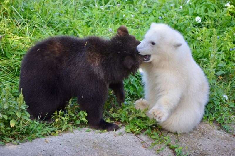 底特律動物園裡一隻灰熊與北極熊寶寶一拍即合變成超級好朋友！   圖／FB帳號Detroit Zoo