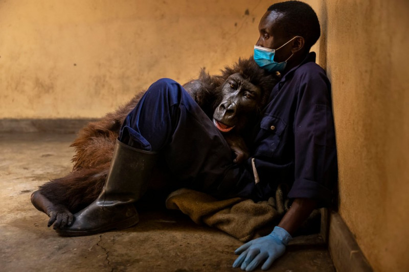 達卡希在最愛的保育員懷中嚥下最後一口氣，保育員把達卡希緊抱在懷中，照片公開令許多人動容。   圖：擷取自 Virunga National Park 推特