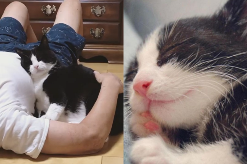 賓士貓躺在最愛的男主人肚子上，表情非常滿足！   圖／Instagram帳號：kikibekako