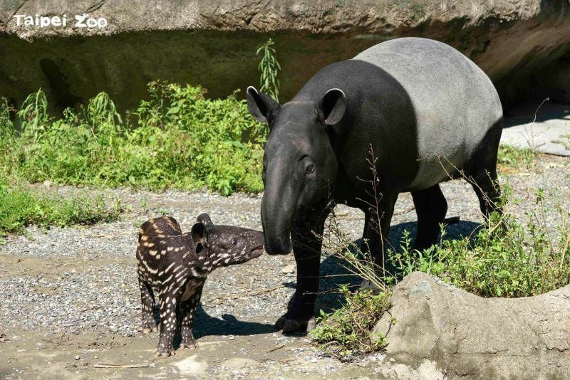 台北市教育局宣布，10月9日起兒童新樂園、天文館、動物園等場館將取消預約制，改以容留人數上限管制。圖為動物園馬來貘「貘莉」和「貘花豆」。   圖：翻攝自Taipei Zoo 臺北市立動物園臉書