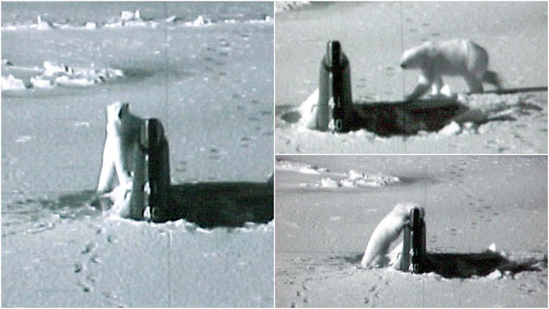 「康乃狄克號」曾在2003年破冰上浮後，被北極熊抱住狂舔。   圖：翻攝自美國海軍研究學會臉書