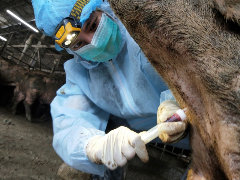 獸醫師毛品樺進行豬場採血監測。   圖：新北市動保處提供