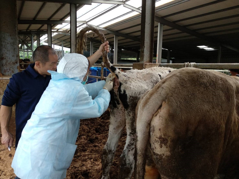 獸醫師徐愛明為牛場牛隻防疫採樣。   圖：新北市動保處提供