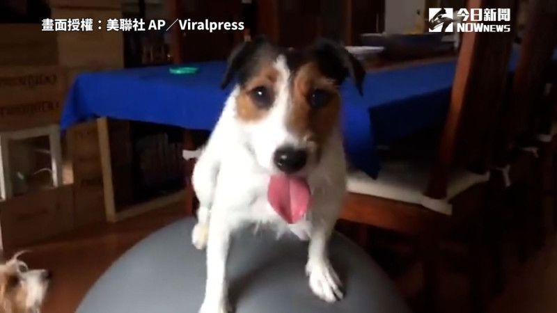 日本一名狗狗為了蹭飯吃，意外練就一身瑜珈球神技，平衡感驚人。   圖／美聯社 AP／Viralpress 授權