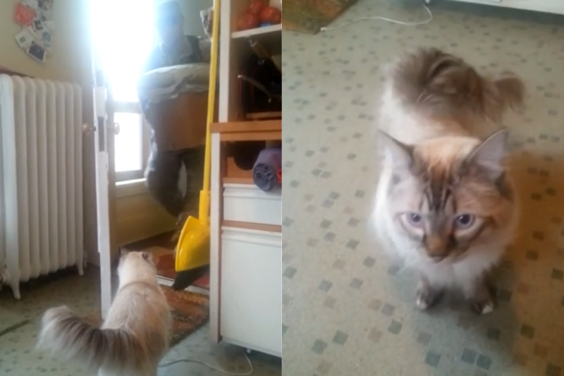 國外一隻貓咪坐在門口喵喵叫不走，原來是想歡迎主人回家！   圖／美聯社AP Jukin Media授權