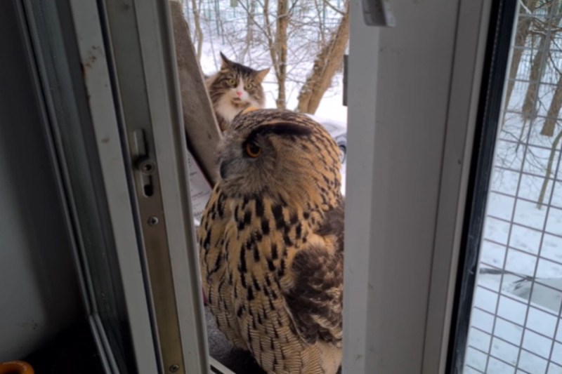 俄羅斯一隻長毛貓一臉疑惑地看著窗前的貓頭鷹。   圖／tiktok帳號nika_zubra