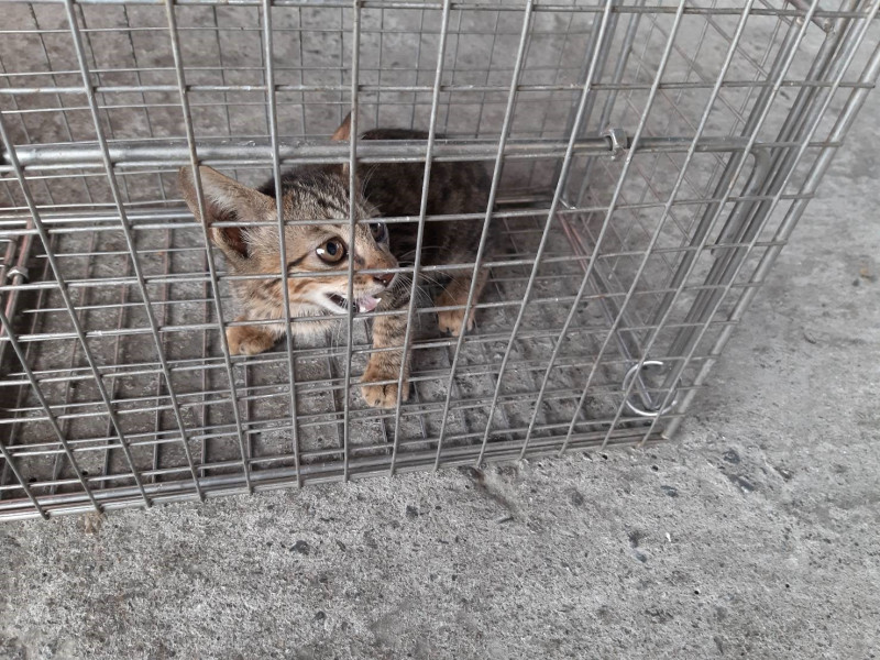 動保員順利成功救援幼貓，後送至五股動物之家安置收容。   圖：新北市動保處提供