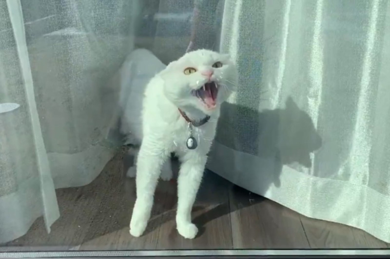 日本一隻白貓被吵醒後，竟然起床氣大爆發！   圖：翻攝自twitter帳號hakusama0906