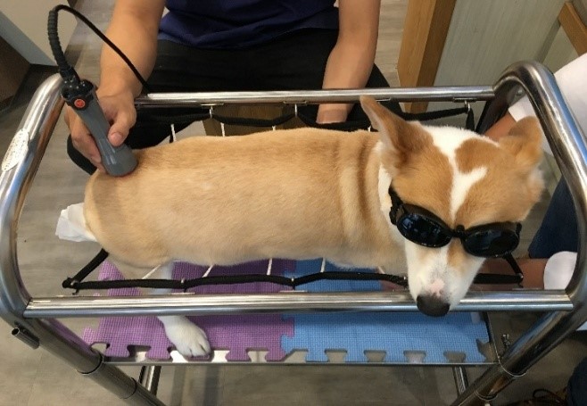 犬隻因椎間盤疾病進行四級雷射治療，促進組織修復與減緩疼痛(取自長照中盟動物醫院)。   圖：新北市動保處提供