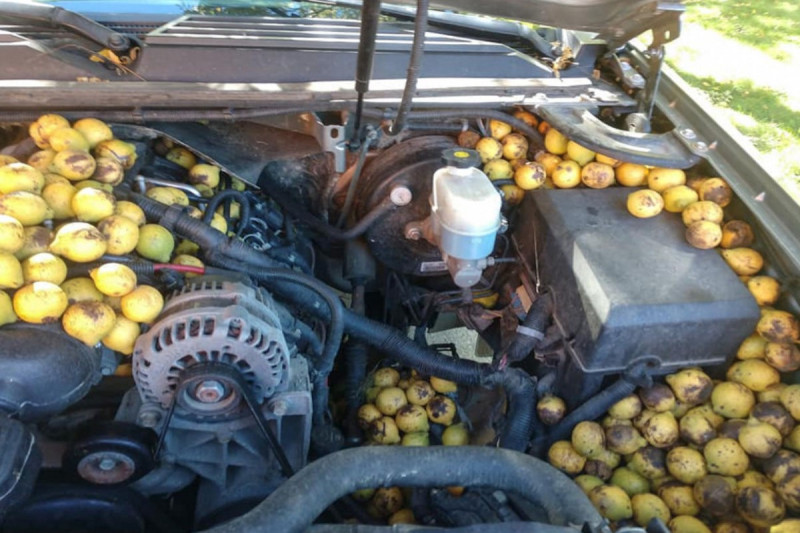 美國一名車主打開愛車的引擎蓋，驚見裡面有滿滿的胡桃！   圖／FB帳號Bill Fischer