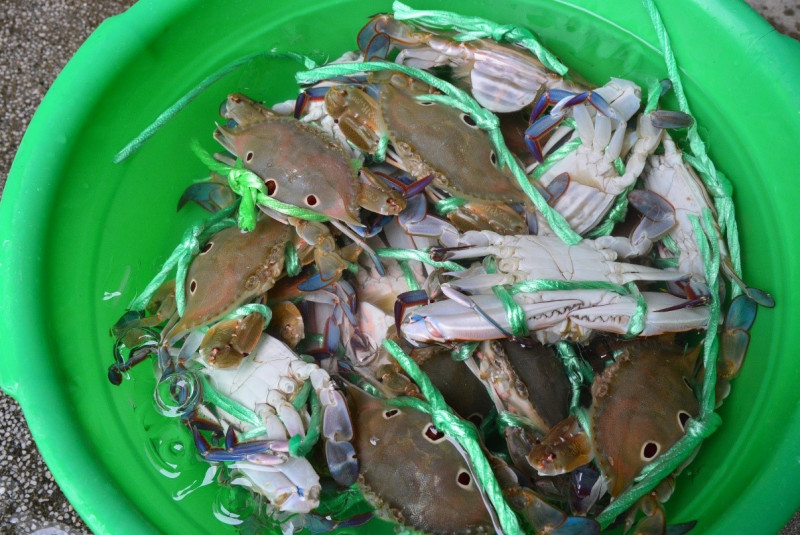 螃蟹下鍋煮前連繩泡入冰水中，可凍暈螃蟹在解繩。   圖：新北市漁業及漁港事業管理處提供