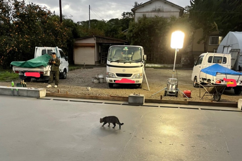 網友看到一隻貓義無反顧地走在未乾的水泥上。   圖／Twitter帳號：steamtomytake