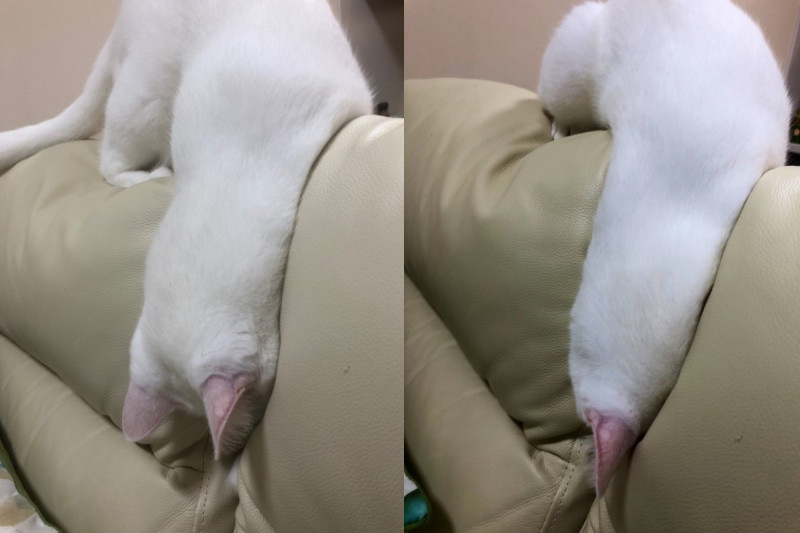 日本一名網友家的沙發上驚見一條「白色毛海參」！   圖：翻攝自推特帳號hakuponia89