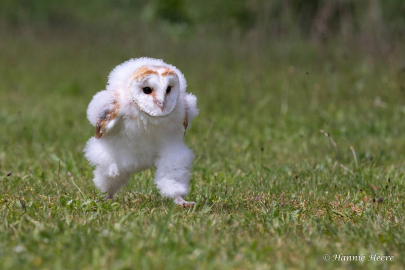 荷蘭攝影師Hannie Heere拍到一隻小倉鴞在草地上奔跑的畫面，引起網友瘋狂轉發。   圖：翻攝自推特帳號tyomateee