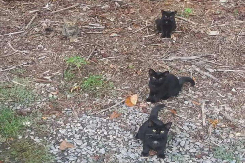 國外一名網友日前分享父親拍到的浪貓照片，表示這裡有「四隻貓」。   圖／reddit帳號@KittyInALabCoat