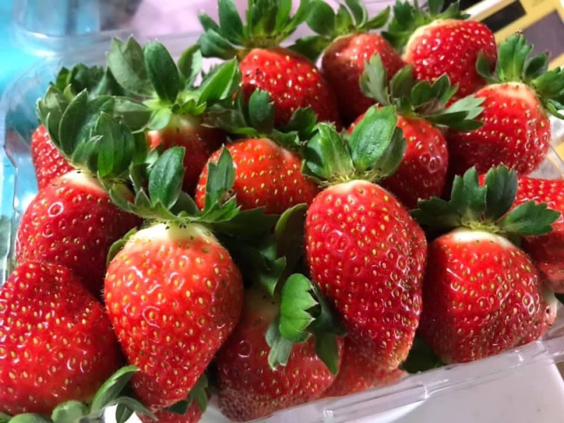 芝樂草莓園新鮮草莓。   圖：新北市農業局提供