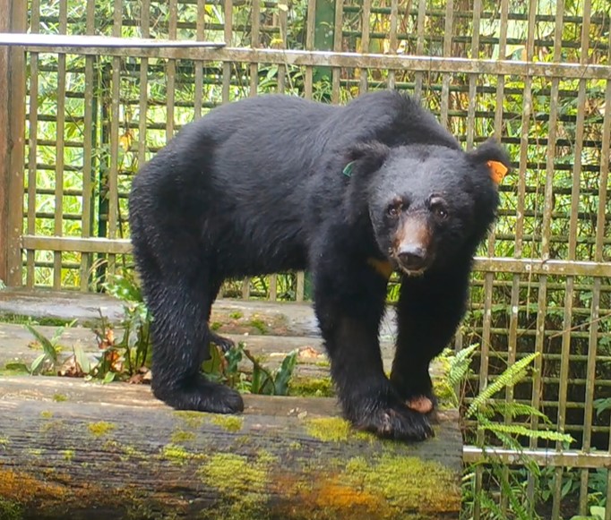 編號711的台灣黑熊今年初2度受困。   圖：林務局／提供