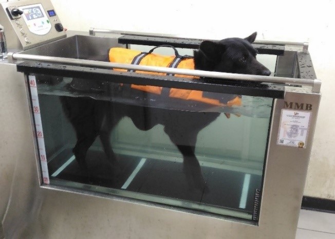 黑狗正使用長期照護醫院水療設備。未來將公告動物長期照護服務機構認證辦法，輔導業者提供必須人員及設備。   圖：新北市動保處提供