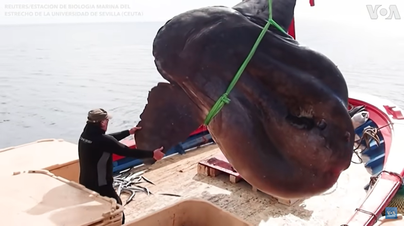 西班牙塞維利亞大學休達海洋生物學實驗室的研究人員與當地漁民捕獲一條巨大翻車魚。   圖：翻攝自youtube「 VOA News」