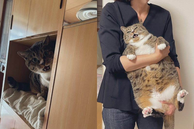 貓留在阿公家後漸漸變形，探望時竟已成為一個肥胖長方形。   圖／Twitter帳號：kokonananya
