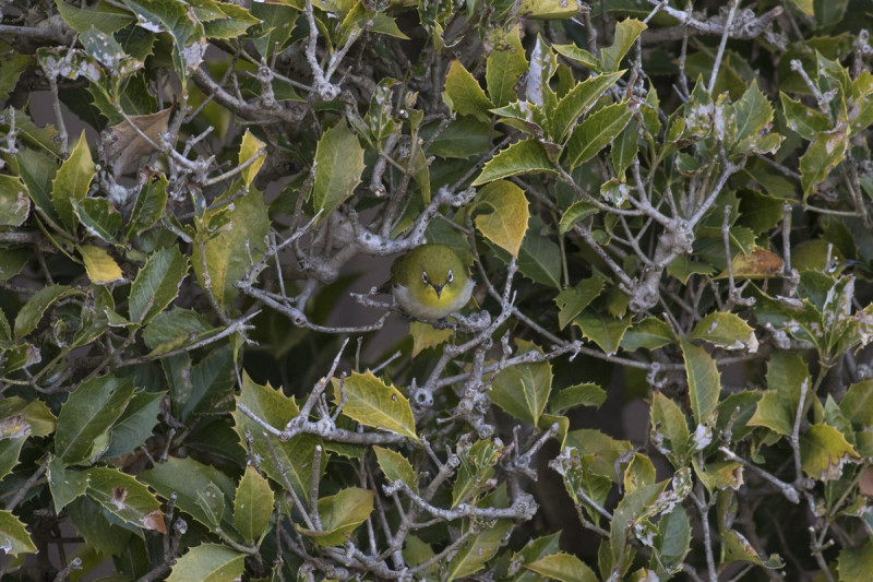 綠繡眼躲在樹叢裡，但是仔細看原來不只一隻！   圖：翻攝自twitter帳號@KE_mi