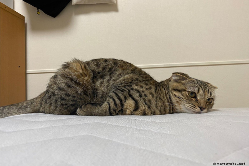 日本一隻摺耳貓日前趴在床上耍廢竟然引起許多網友的共鳴！   圖：翻攝自Twitter帳號matsutake_cat