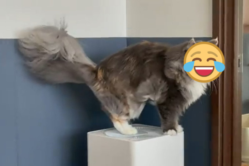 日本一隻緬因貓站在空氣清淨機上「狂吹風」引起網友熱議。   圖：翻攝自Twitter帳號okakitodaifuku