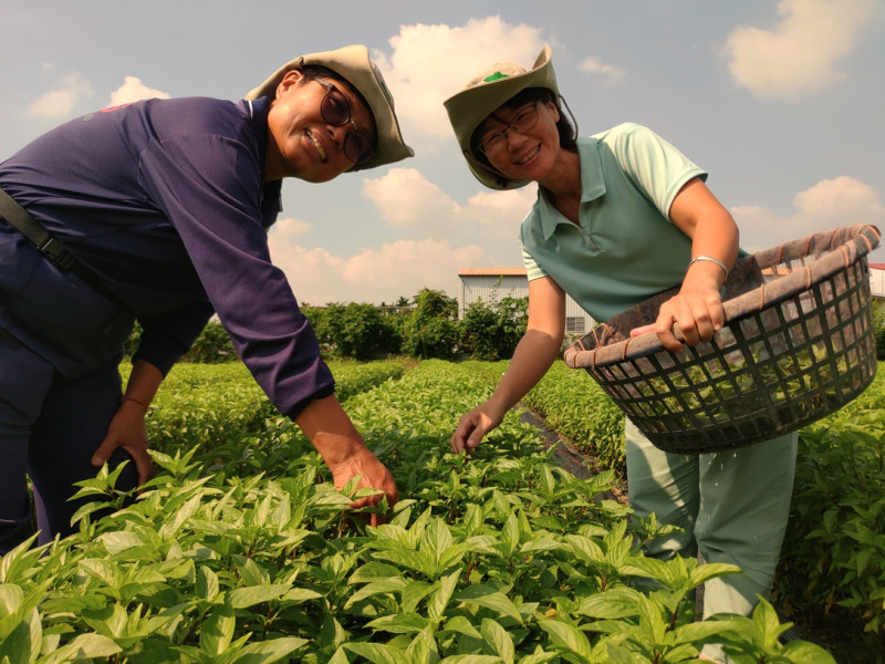被譽為「女力新嬌點」的契作戶楊桂芩(右)說，樸作良食有完整陪伴系統，幫自己在農業站穩腳跟，沒有農業背景也不怕，像「契作五幫助」包含：媒合耕地、保價收購、好屏品種、栽種技術、系列課程。   圖/樸作良食
