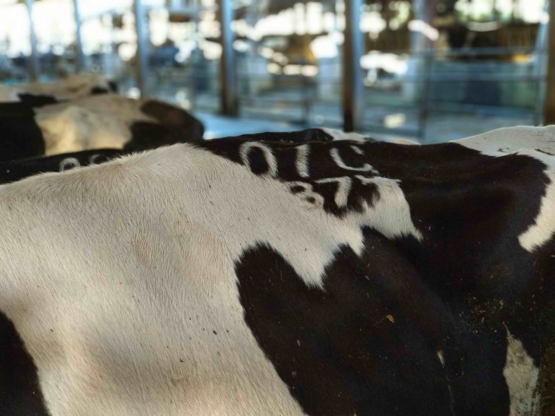 乳牛長大至12月齡時，依據耳標編號進行冷烙印，成為乳牛終身辨識號碼。   圖：新北市動保處提供