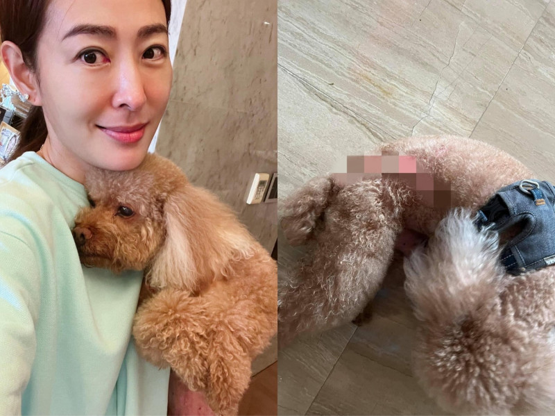 賈永婕今日帶愛犬Ｑ比到國父紀念館晨跑時，不料卻遭到另一隻狗狗攻擊。   圖：翻攝自臉書