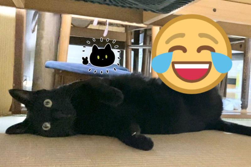 日本一名飼主發現自家黑貓在桌底下做「這動作」直呼太放鬆了！   圖／twitter帳號bou128