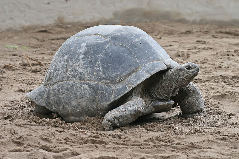 亞達伯拉象龜是世界上第二大的陸龜，壽命可活到200歲。   圖：翻攝自維基百科
