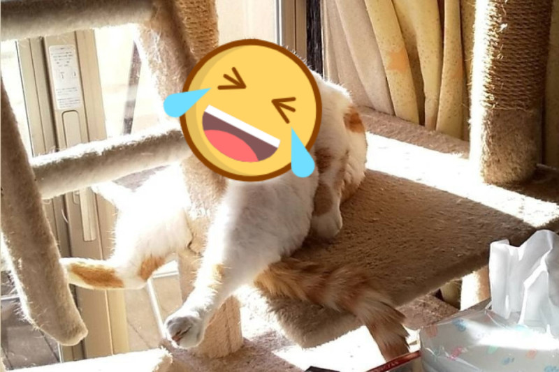 一隻橘白貓在貓跳台上以奇葩姿勢睡著引起網友熱議！   圖：翻攝自twitter帳號Kotatsu10Mikan7