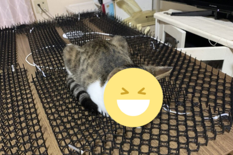 日本一名飼主買了「驅貓墊」卻意外變成「按摩神器」！   圖：翻攝自twitter帳號vivi_nyaa