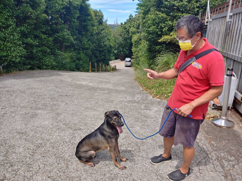 訓練師在新北市動物之家進行訓練犬隻聽指令。   圖：新北市動保處提供