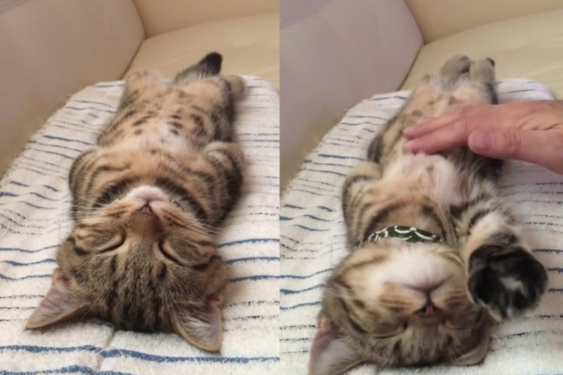 日本一隻小貓像人類一樣躺成一直線睡覺，任由奴才摸牠肚子也不起來。   圖：翻攝自IG帳號marinewasabi