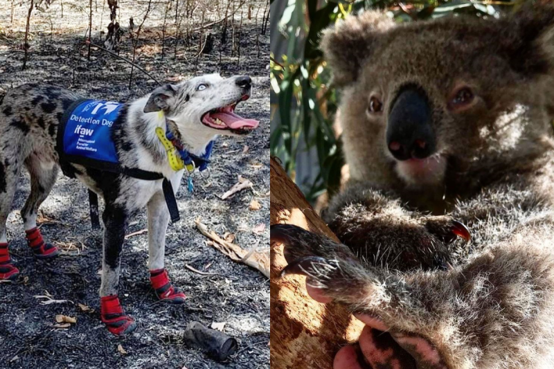 狗狗無畏闖澳洲森林大火災區，救下百隻無尾熊性命。   圖：翻攝自Instagram帳號：bearthekoaladog