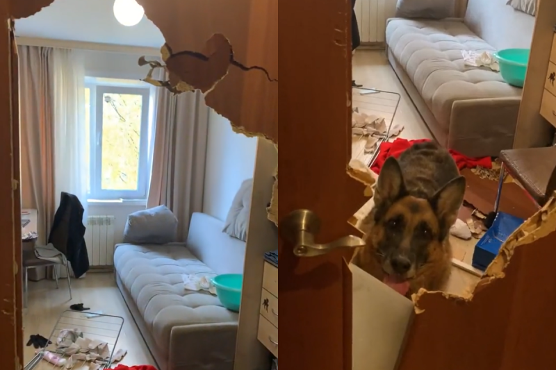 德國狼犬咬力驚人將木門全毀，牠歪頭萌笑想裝傻。   圖：翻攝自TiKTok：popoly.c