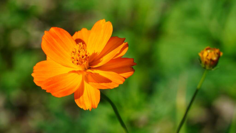 黃波斯菊花瓣較小，橘黃色系的鮮明色彩讓人感受到火辣辣的熱情，花語為野性之美。   圖：台北工務局／提供