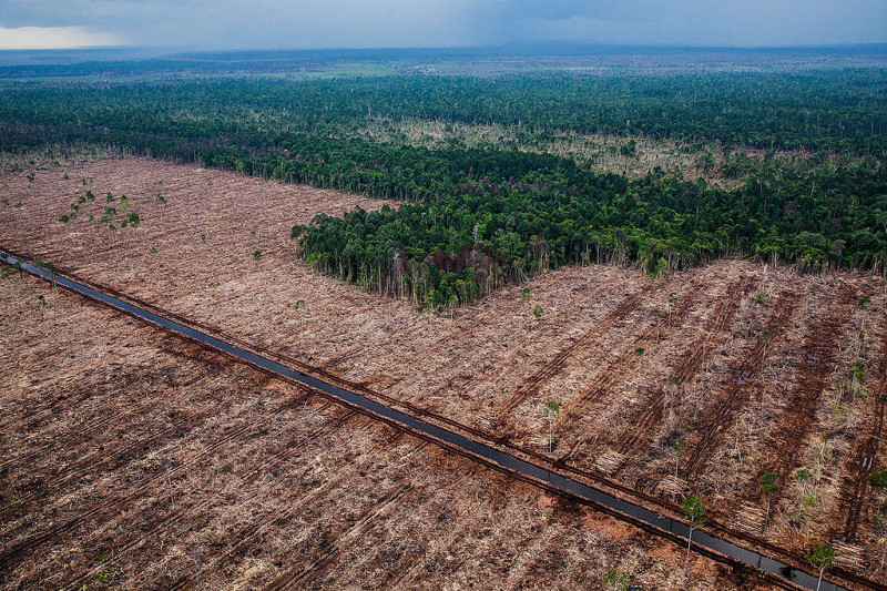 印度尼西亞是世界上最大的棕櫚油出口國，僅在 2019 年這一年中就有面積相當於比利時一半的森林和其他土地被燒毀用於種植園。   圖：翻攝自自綠色和平組織