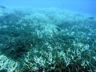 特里·休斯警告如果全球溫度持續上升，珊瑚不只白化還可能會消失。   圖 : 翻攝自維基百科