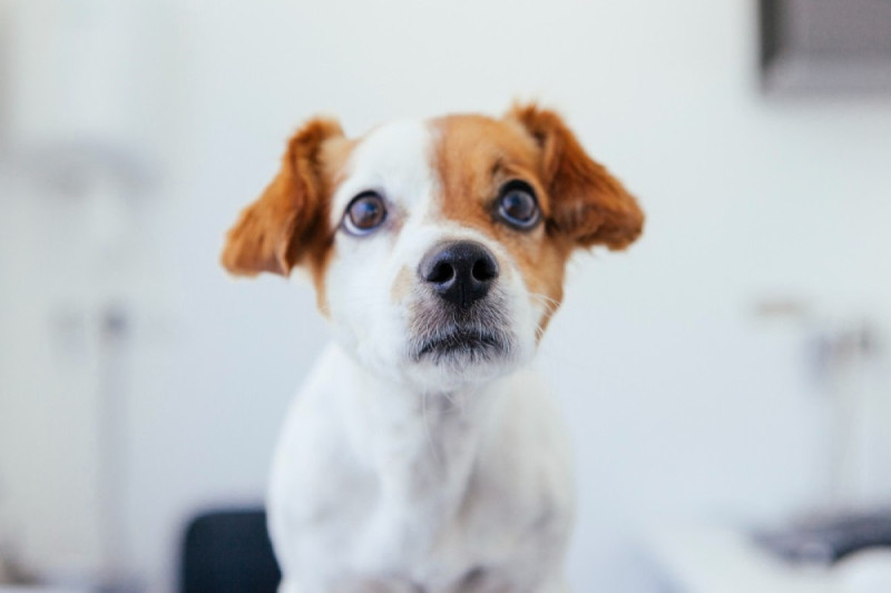 狗竟對「聲音」很恐懼？醫師點頭：很常見，這5種方法能幫牠。   圖／PetTalk提供