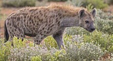 美國丹佛動物園2隻鬣狗確認感染新冠肺炎。（示意圖）   圖：翻攝自維基百科